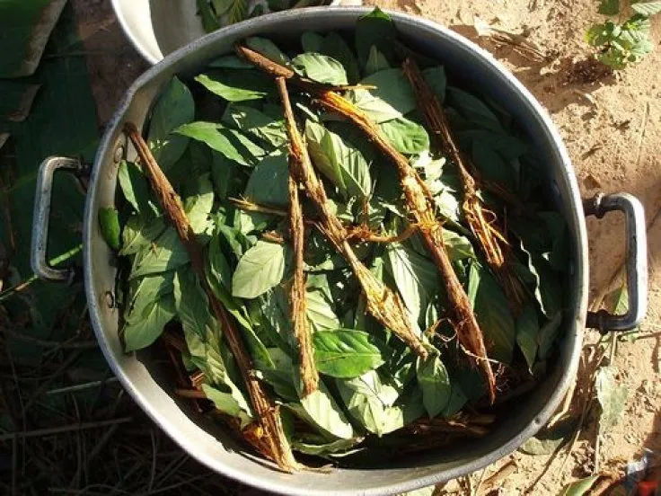 Although this pot holds ayahuasca and another DMT-containing plant called chacruna, a chemical within may help treat diabetes. AWKIPUMA, CC BY 3.0